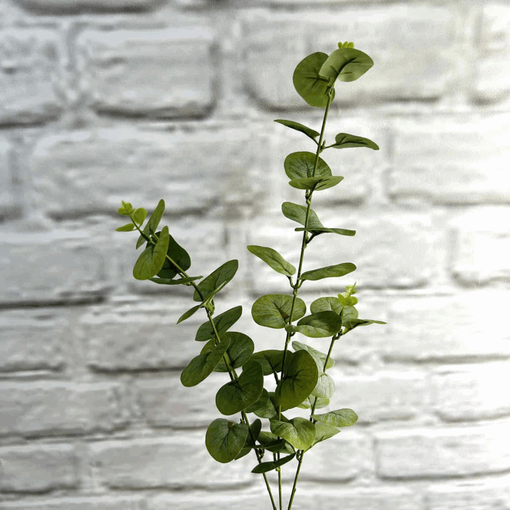 Евкаліпт світло-зелений - Зображення 2