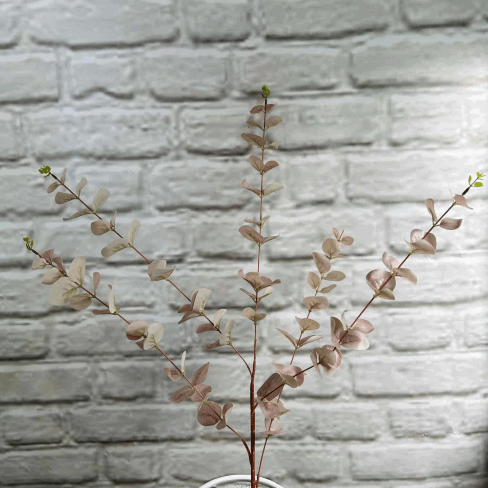 Евакаліпт гелевий високий - Зображення 2