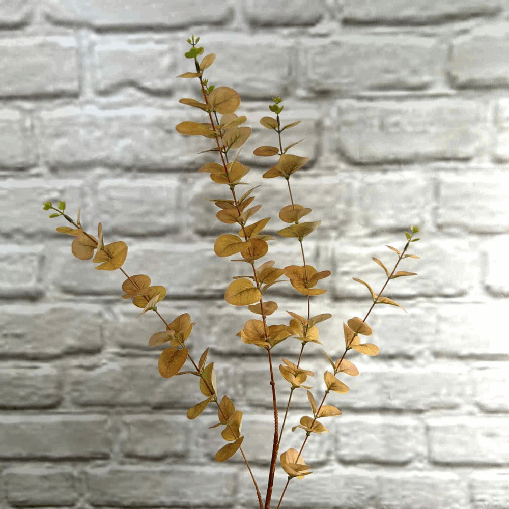 Евкаліпт гелевий високий - Зображення 2