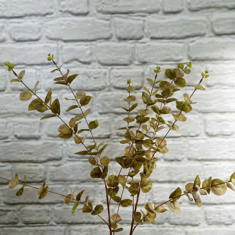 Евкаліпт гелевий високий