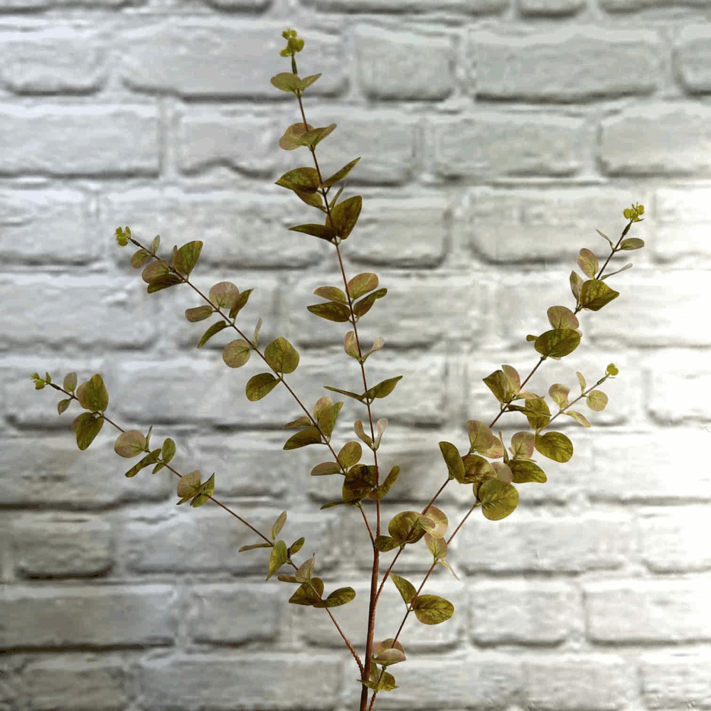 Евкаліпт гелевий високий - Зображення 2