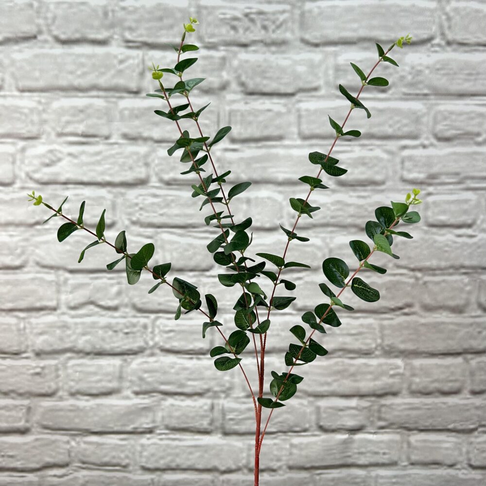 Евкаліпт гелевий високий - Зображення 2