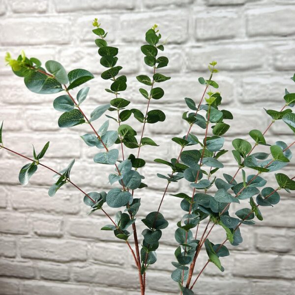 Евкаліпт гелевий високий