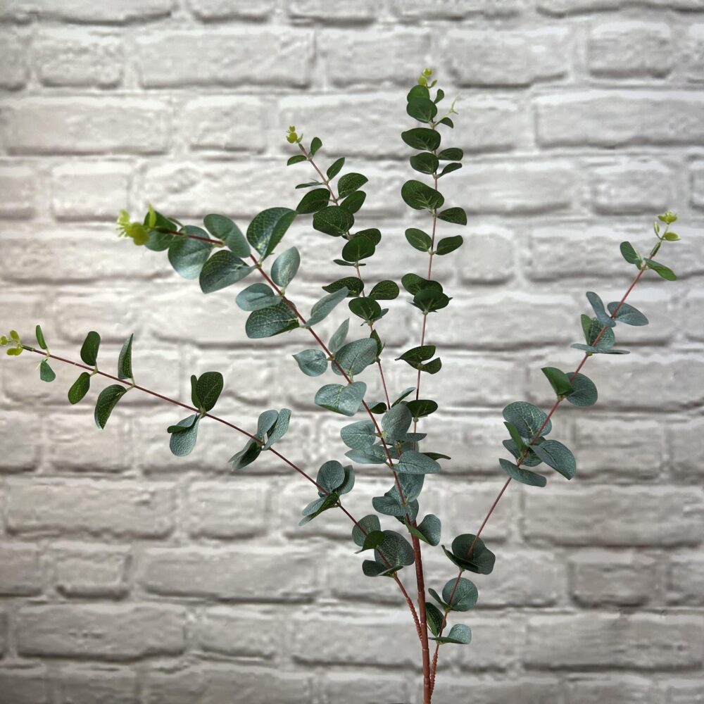 Евкаліпт гелевий високий - Зображення 2