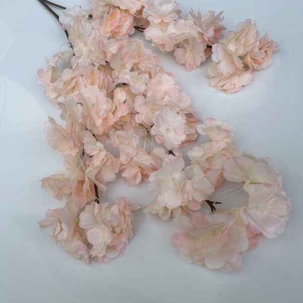 Сакура шампань