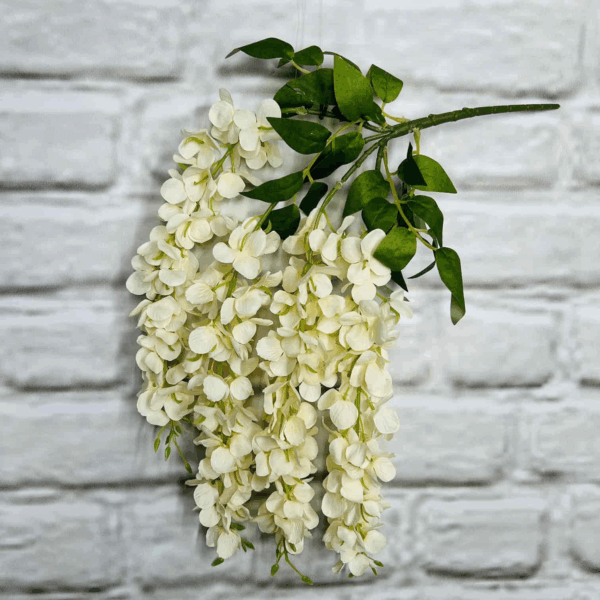 Гліцінія шампань