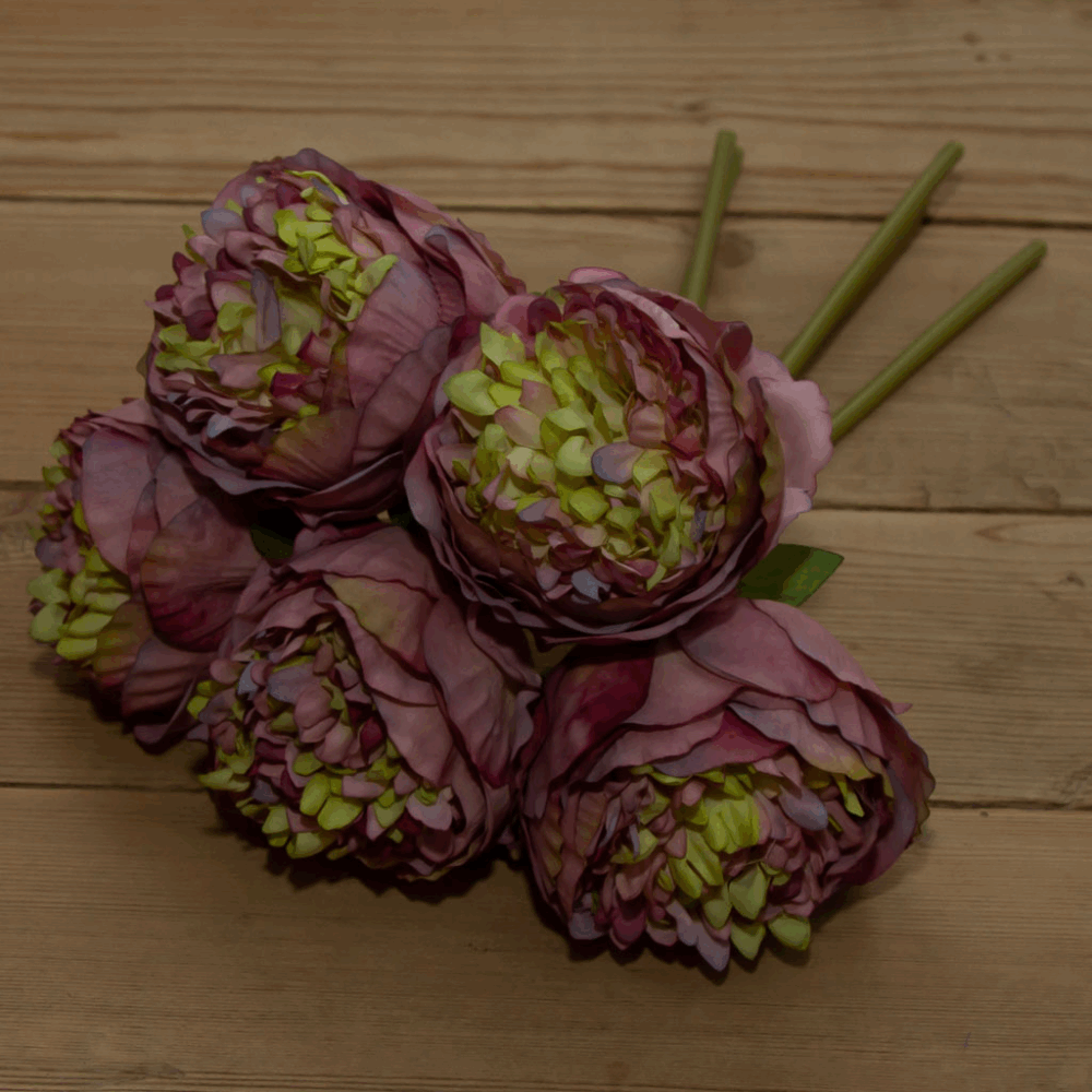 Піон бургунді