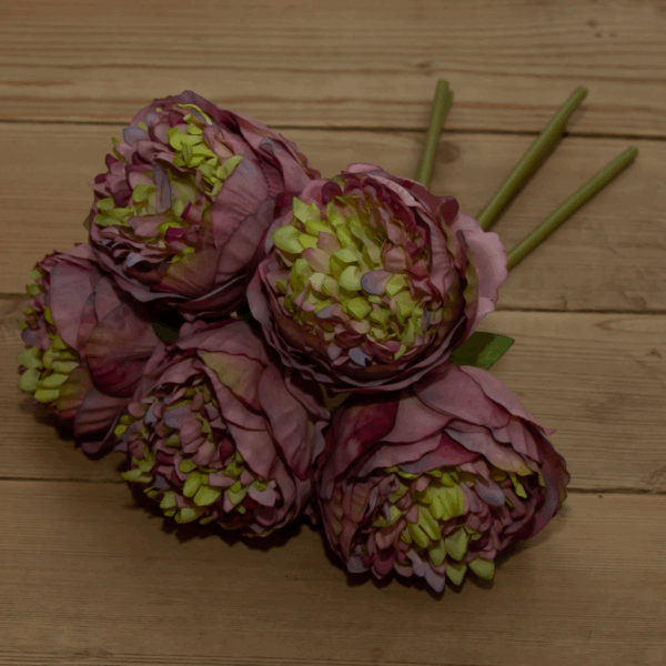 Піон бургунді