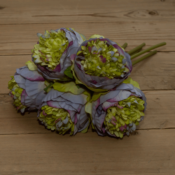 Піон зелено-фіалковий