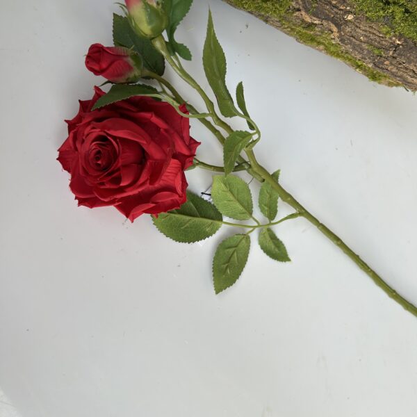 Троянда кущова червона