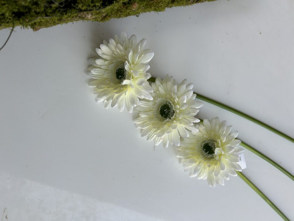 Гербера біла - Зображення 4