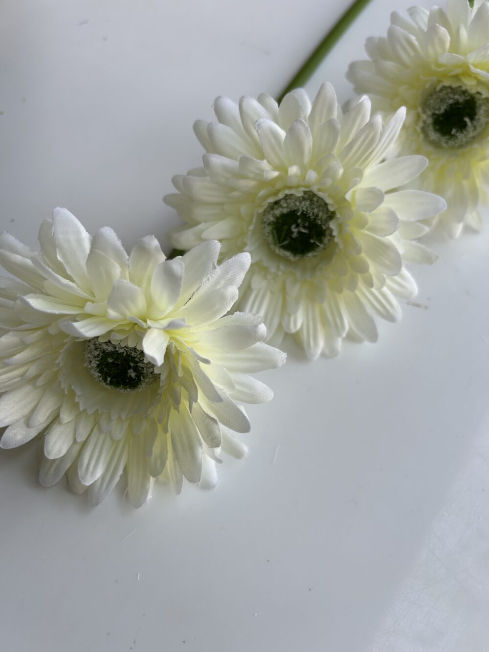 Гербера біла - Зображення 3