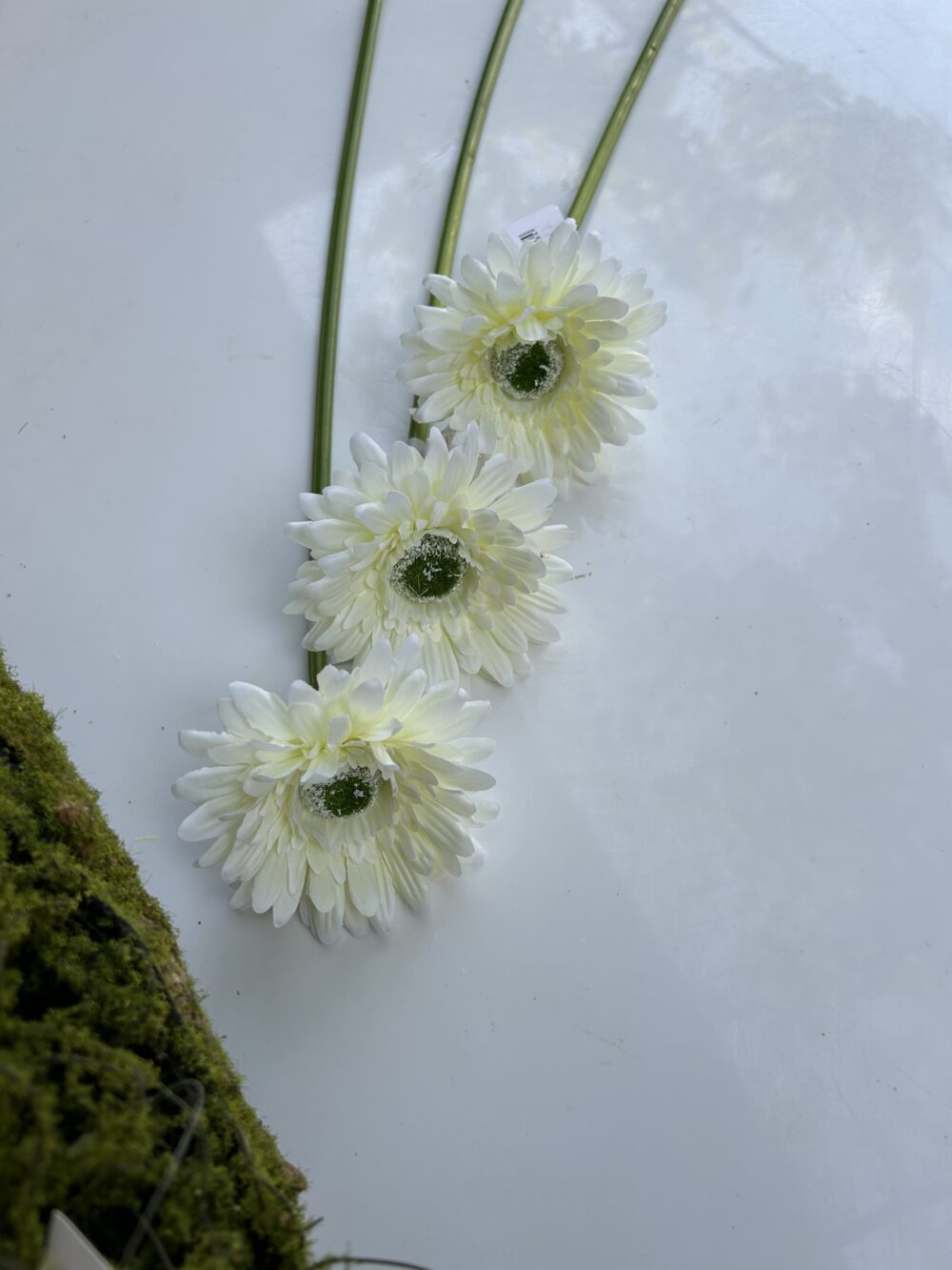 Гербера біла