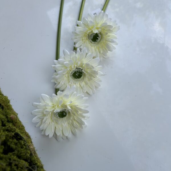 Гербера біла