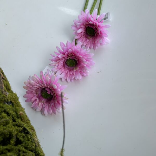 Гербера рожева