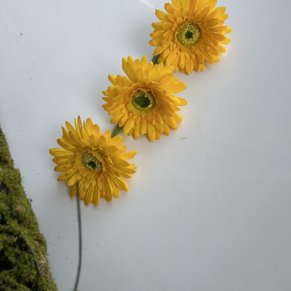 Гербера жовта