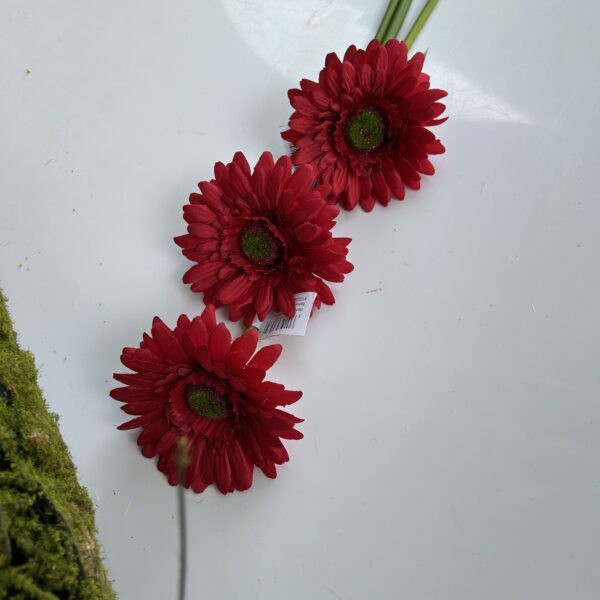 Гербера червона