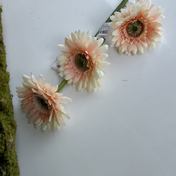 Гербера персик