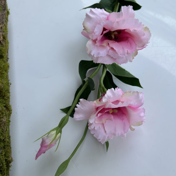 Еустома рожева