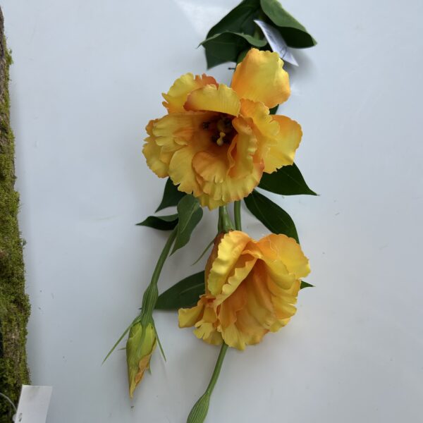 Еустома жовта