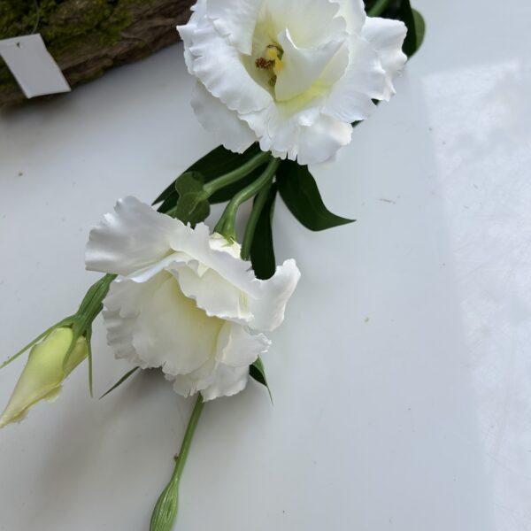 Еустома біла