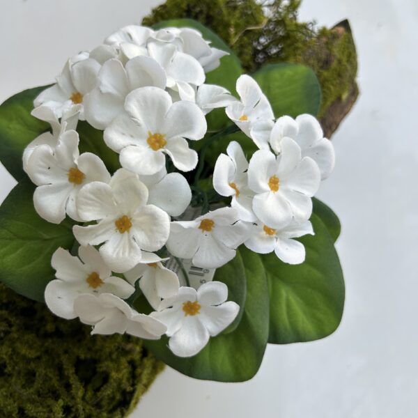 Фіалка біла