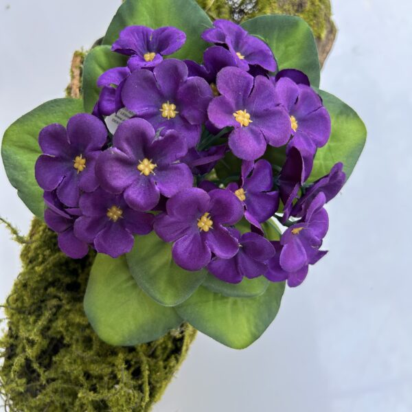 Фіалка фіалкова