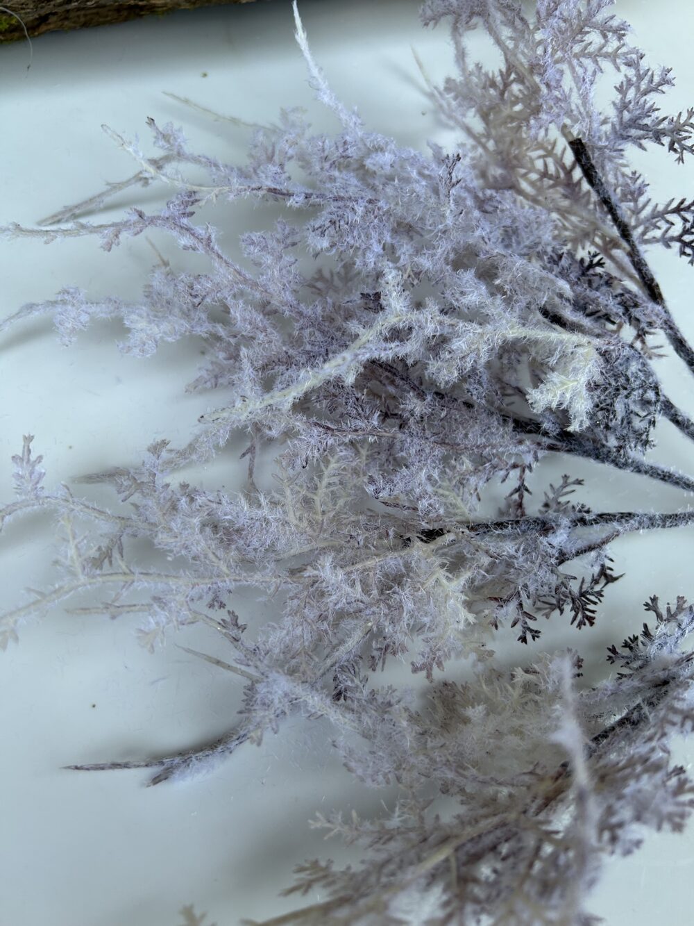 Морозець сіро-фіалковий - Зображення 2