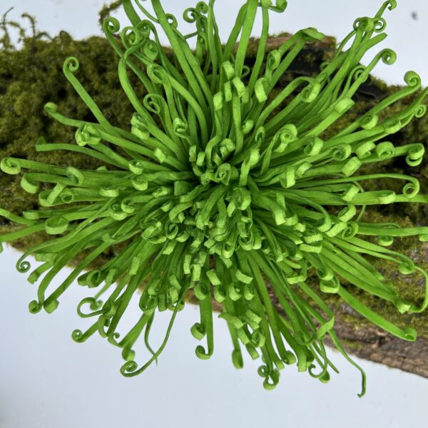 Хризантема зелена