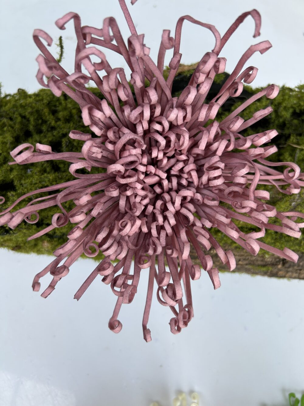 Хризантема рожева пудра