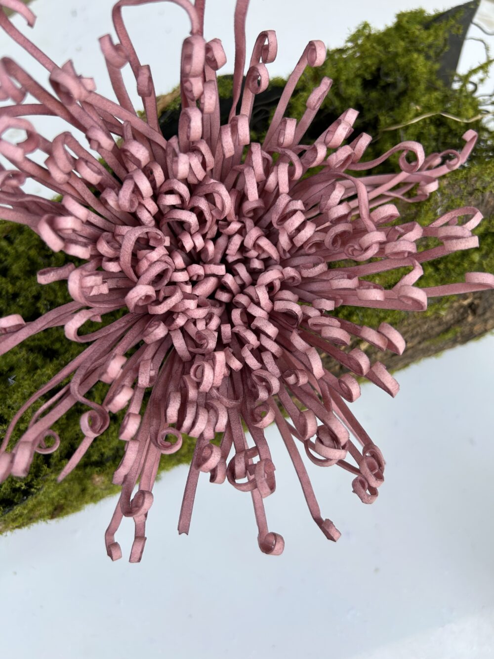 Хризантема рожева пудра - Зображення 2