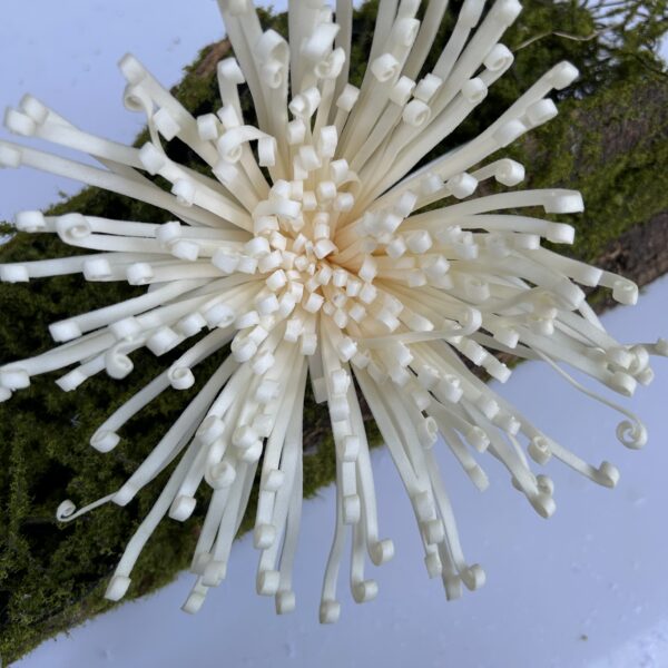 Хризантема шампань