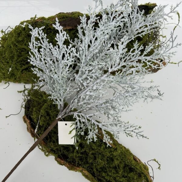 Туя класична