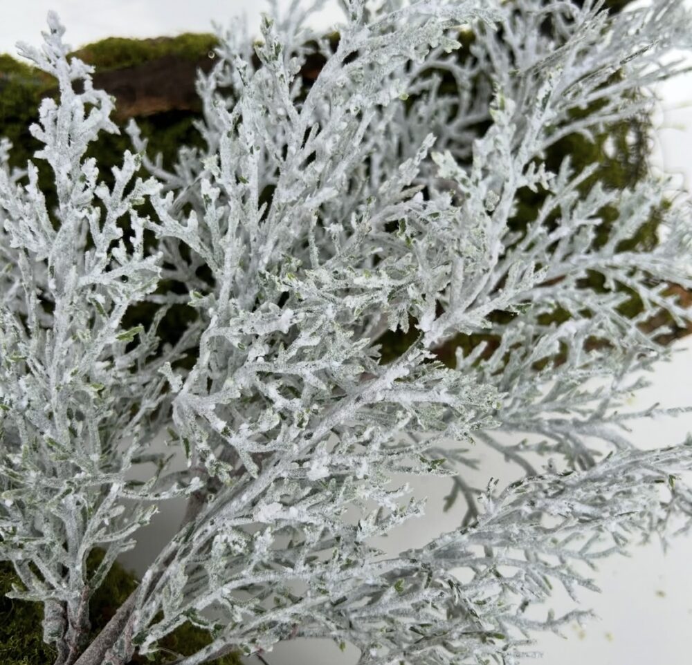 Туя класична - Зображення 2