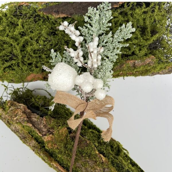 Бутоньєрка хвоєва