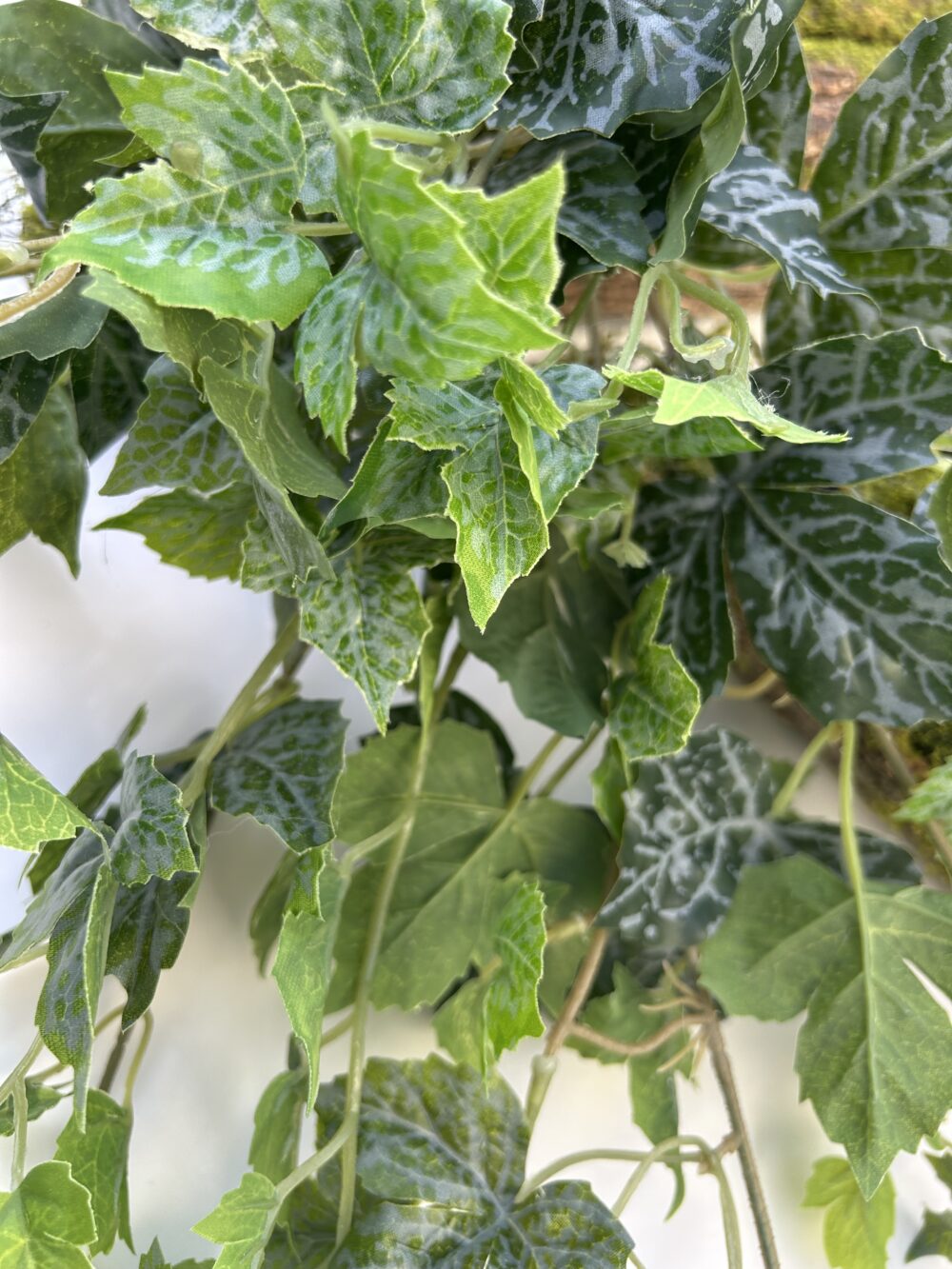 Плющ гелевий зелений - Зображення 2