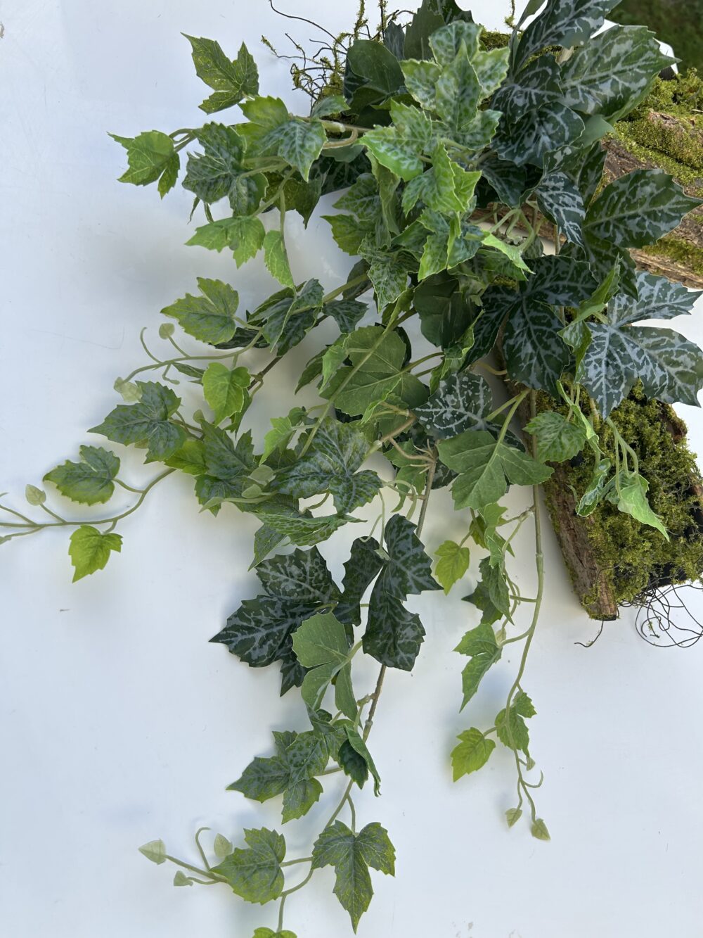 Плющ гелевий зелений