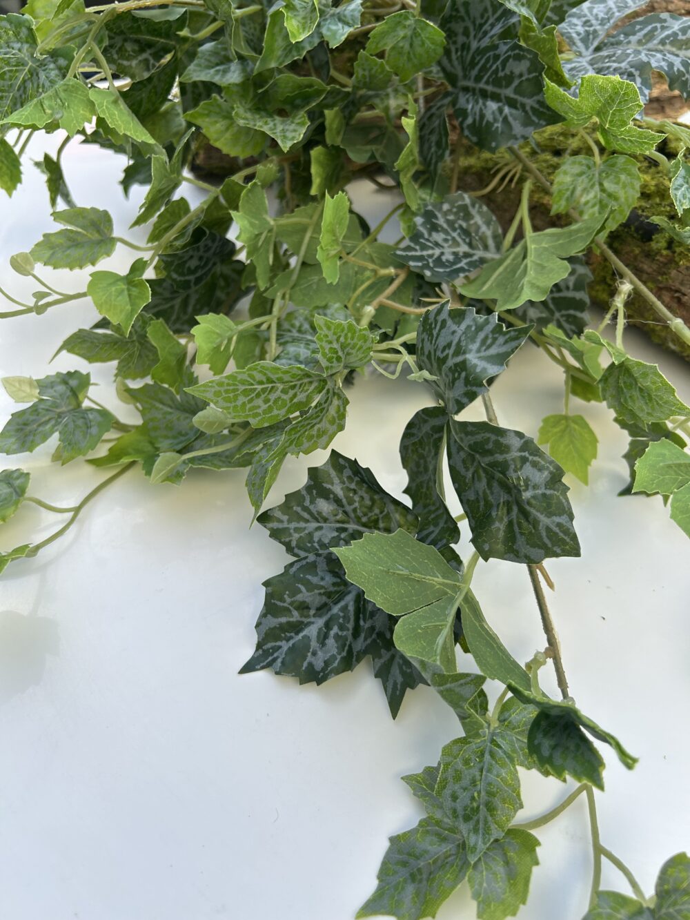 Плющ гелевий зелений - Зображення 3