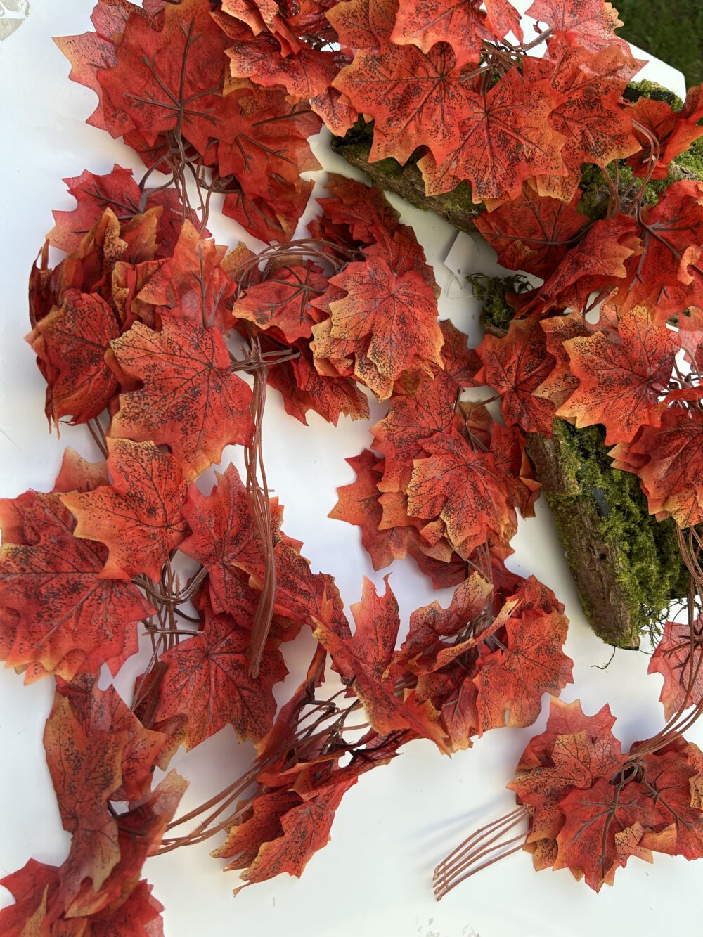 Осіння ліана