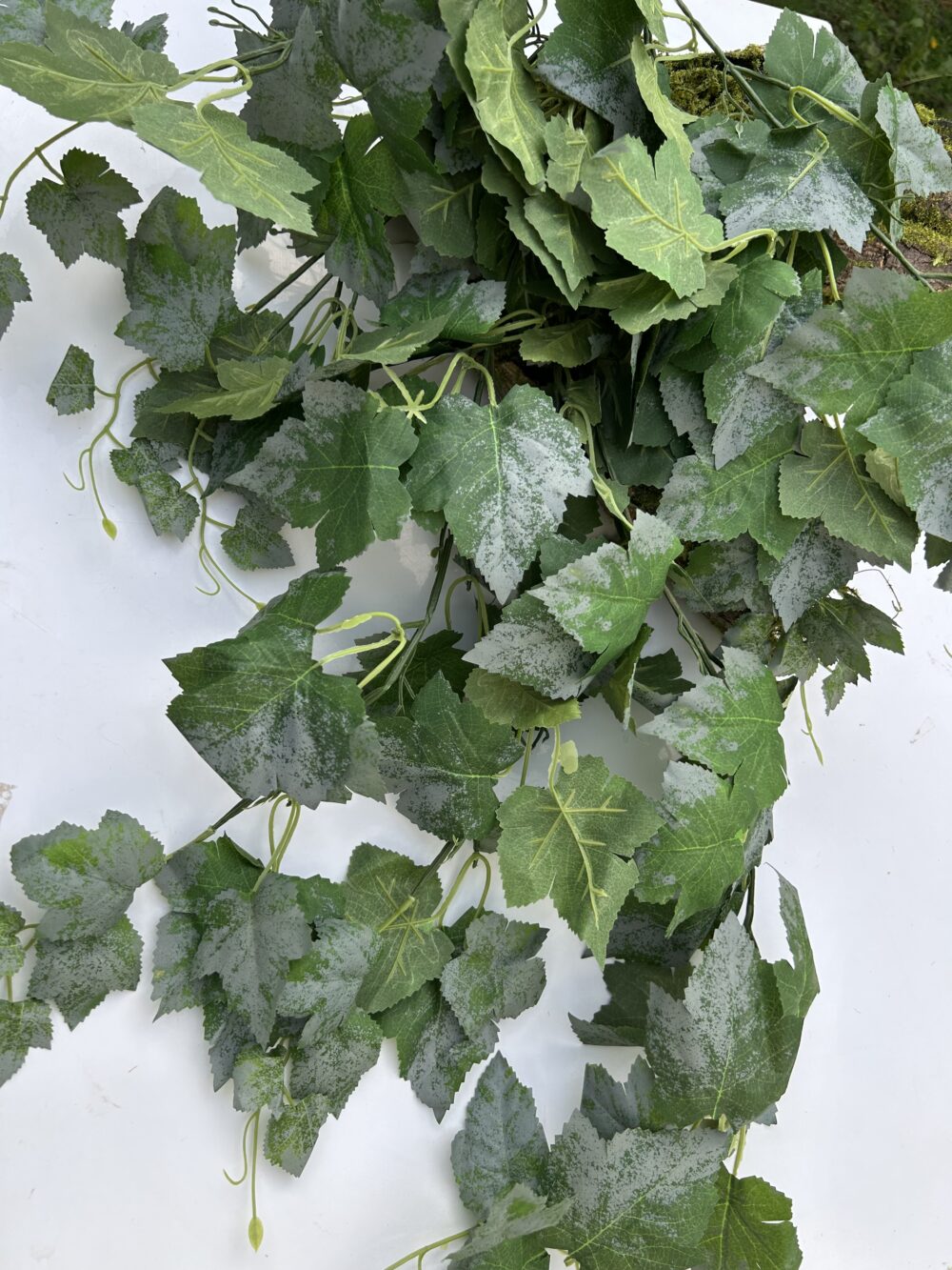 Плющ преміум