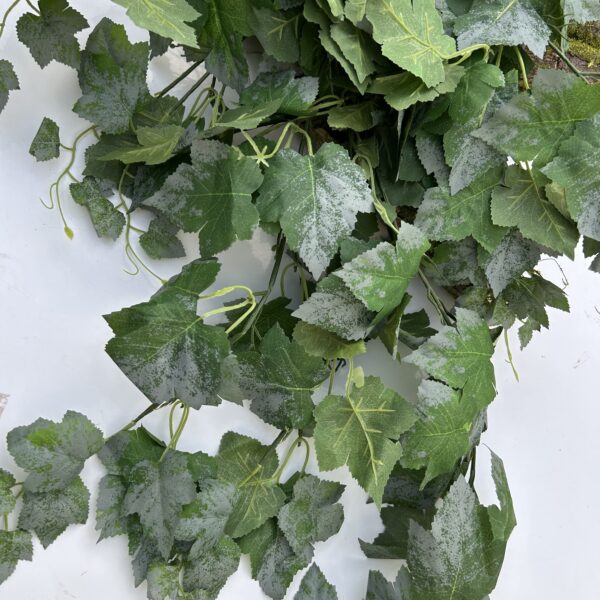 Плющ преміум