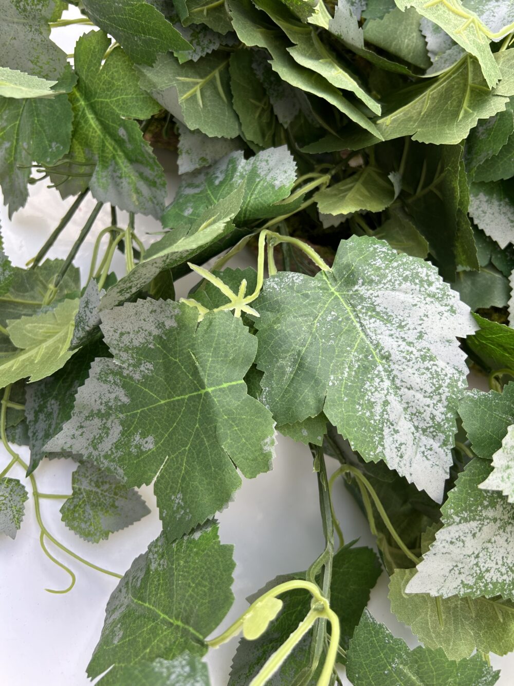 Плющ преміум - Зображення 2