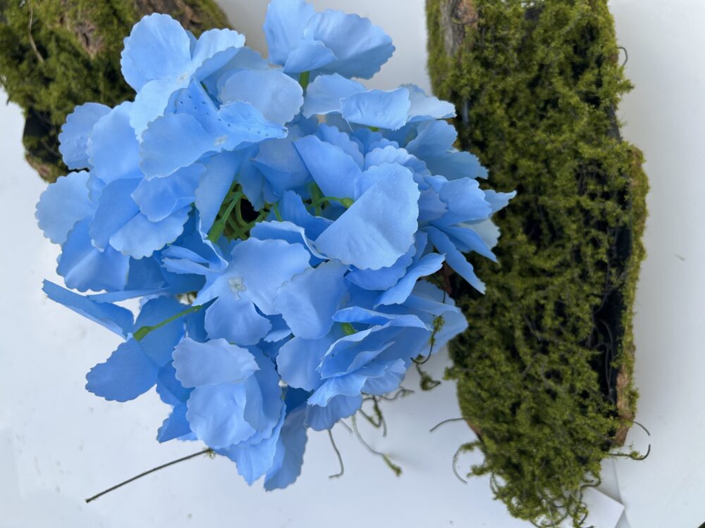 Гортензія голуба з ногою