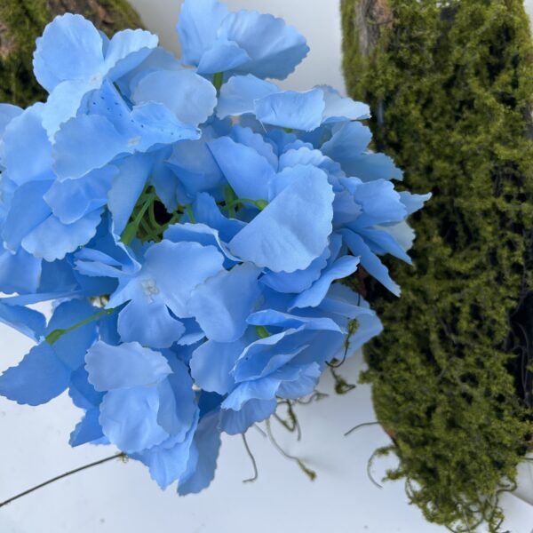 Гортензія голуба з ногою