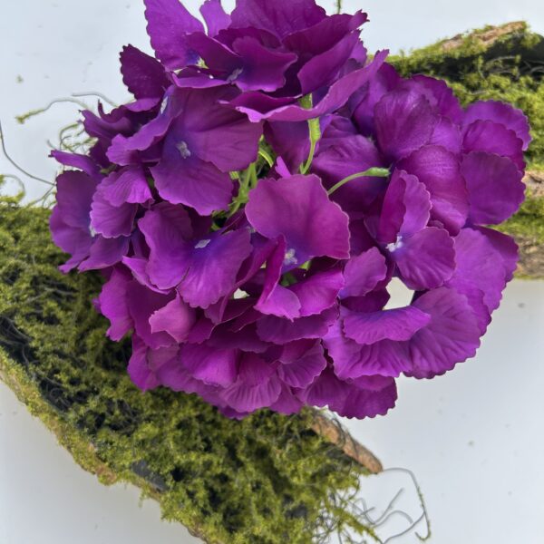 Гортензія фіалкова з ногою