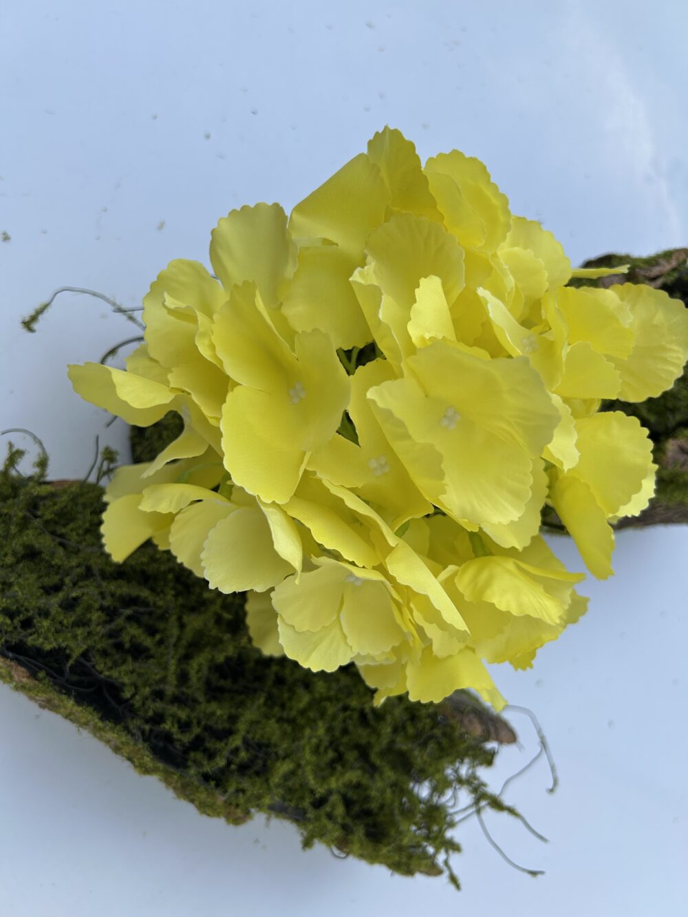 Гортензія жовта з ногою