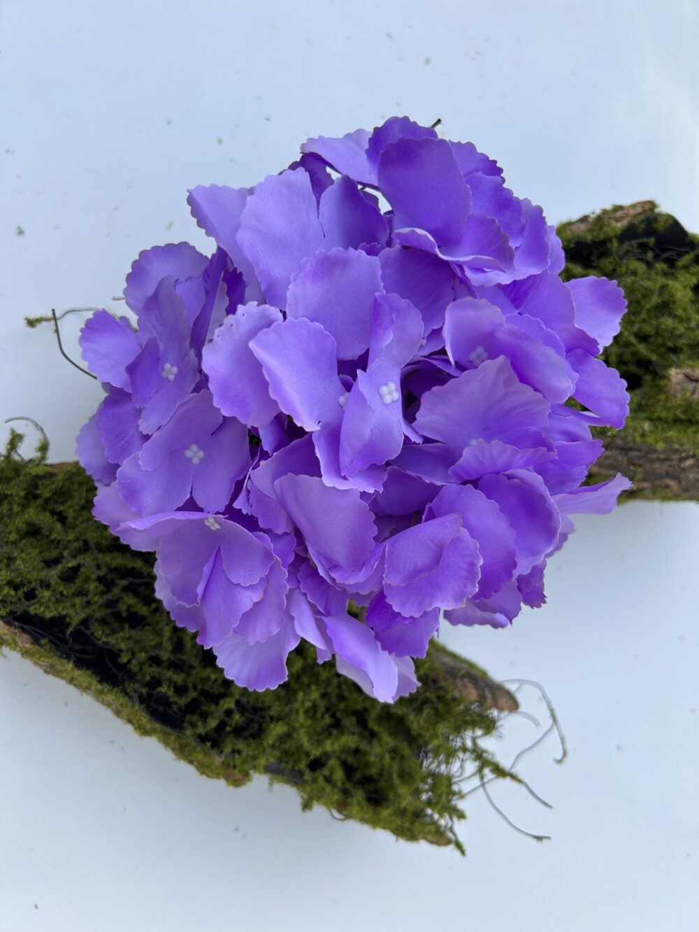 Гортензія бузкова з ногою