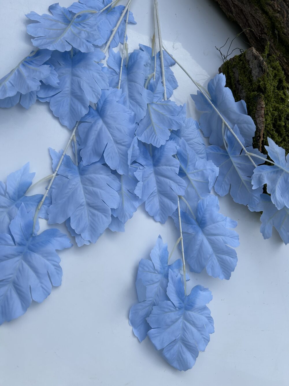 Гілка дуба голуба