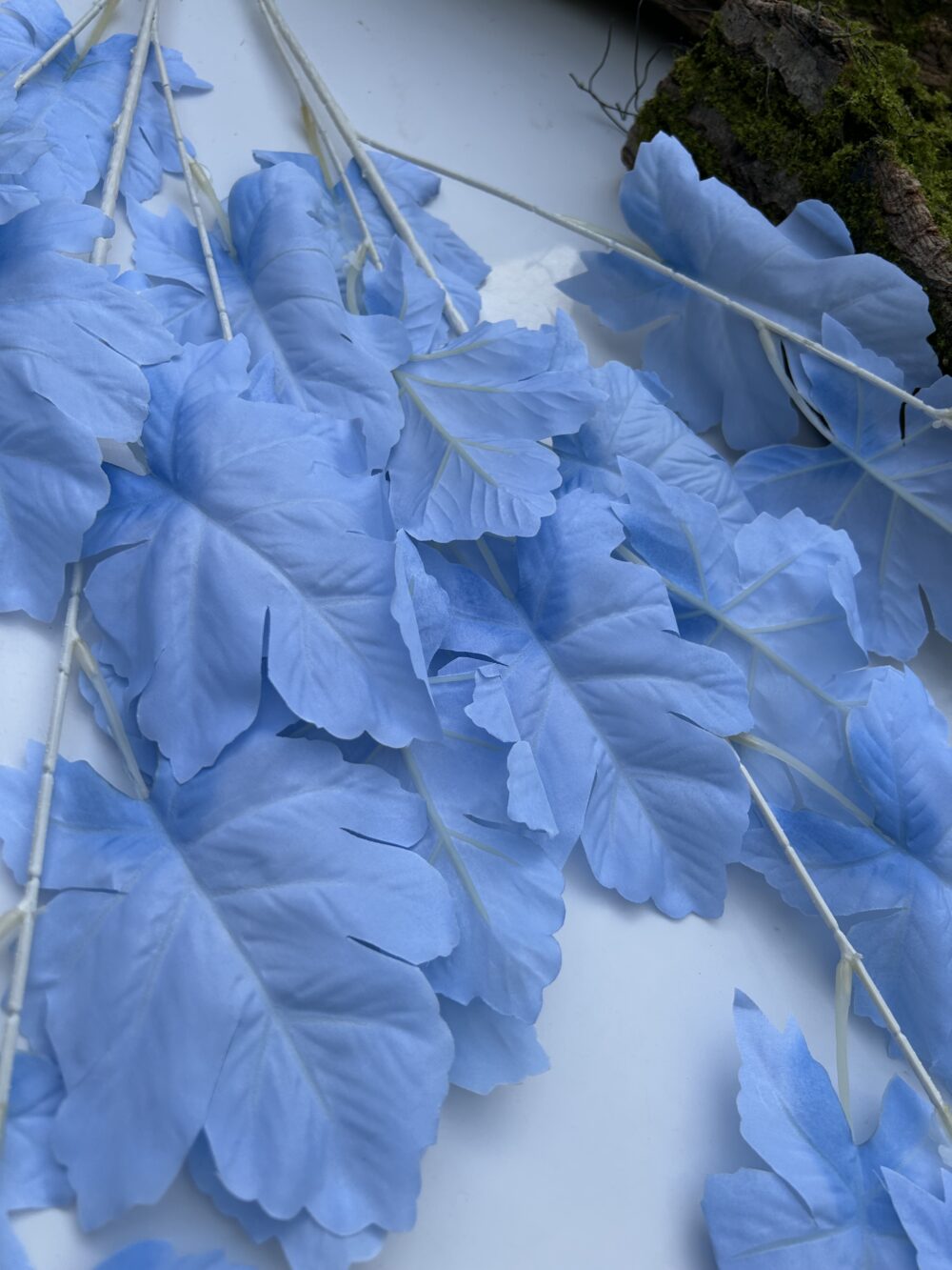 Гілка дуба голуба - Зображення 2