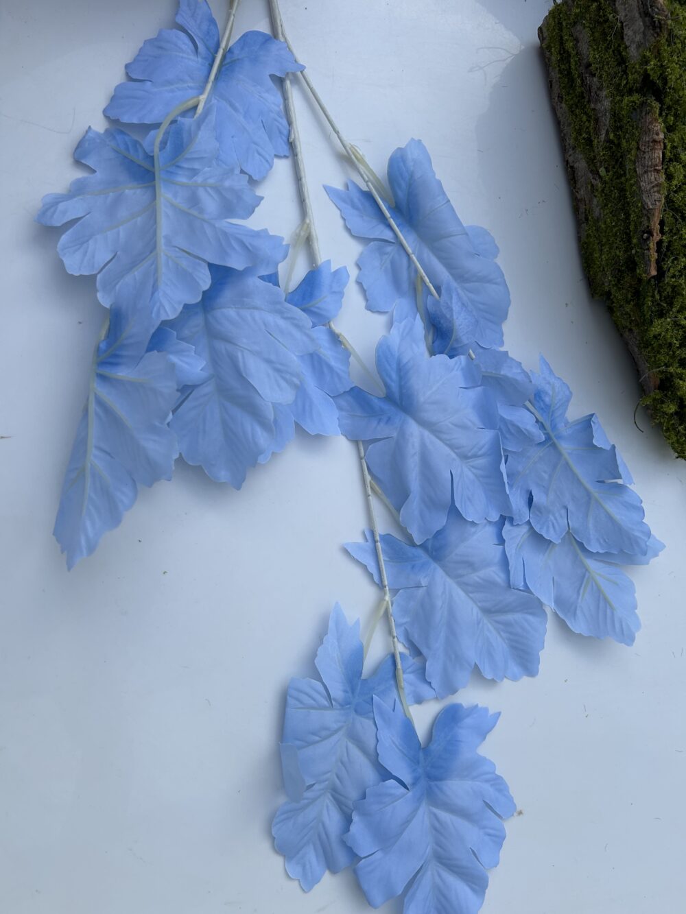 Гілка дуба голуба - Зображення 3